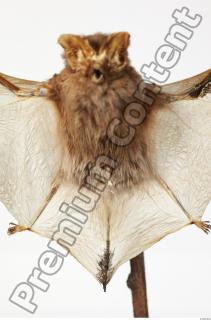 European Bat - Barbastella barbastellus 0002